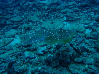 「コブシメ(Giant cuttlefish)」のサムネイル画像