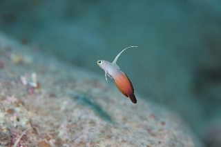 「ハタタテハゼ(Red fire Goby)」のサムネイル画像