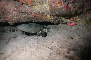 「ハワイアングリーンシータートル(Hawaiian Green Turtle)」のサムネイル画像