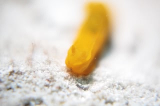 「キヌハダウミウシ」のサムネイル画像