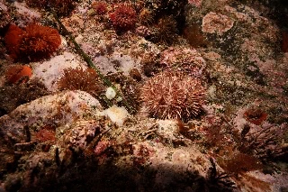 「ウニの仲間」のサムネイル画像