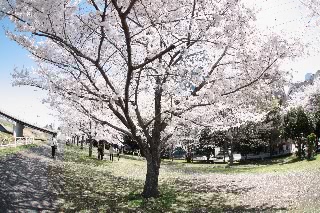 「ソメイヨシノ(染井吉野)」のサムネイル画像