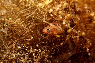 「メバル」のサムネイル画像