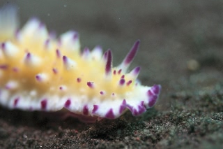 「レンゲウミウシ」のサムネイル画像