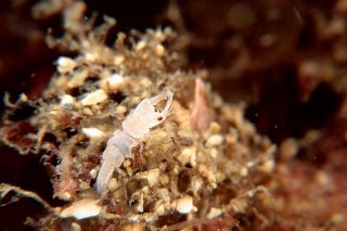 「ソメワケウミクワガタ」のサムネイル画像