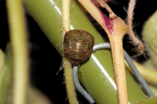 「謎生物」のサムネイル画像