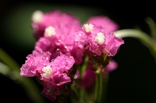 「スターチス(Statice)」のサムネイル画像