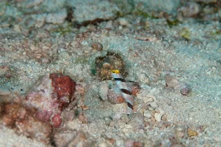 「ヒレナガネジリンボウ」のサムネイル画像