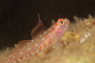 「オオゴチョウイソハゼの一種(背ビレちゃん)」のサムネイル画像