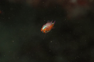 「アオギハゼ」のサムネイル画像