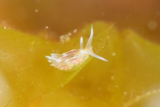 「エムラミノウミウシ」のサムネイル画像