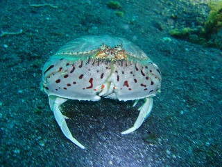 「トラフカラッパ」のサムネイル画像