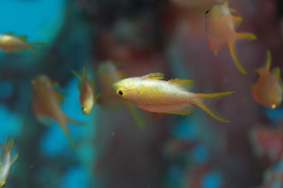 「メラネシアンアンティアス(Meranesian anthias)」のサムネイル画像