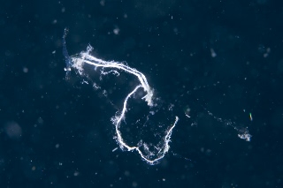 「ジェリーフィッシュライダー」のサムネイル画像