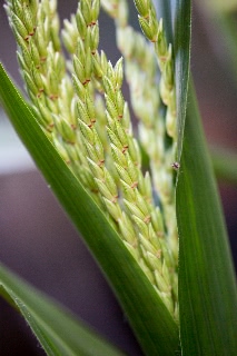 「レインボーコーン(虹色トウモロコシ,七色トウモロコシ,グラスジェムコーン,ジュエリーコーン)」のサムネイル画像