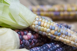 「レインボーコーン(虹色トウモロコシ,七色トウモロコシ,グラスジェムコーン,ジュエリーコーン)」のサムネイル画像