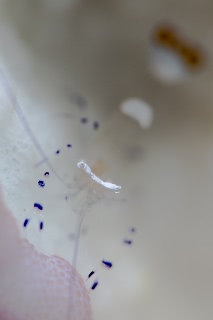 「ヒメイソギンチャクエビ(Popcorn shrimp,ポップコーンシュリンプ)」のサムネイル画像