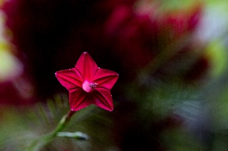 「ルコウソウ(サイプレスバイン,縷紅草)」のサムネイル画像