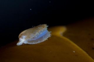 「ホタテガイ」のサムネイル画像