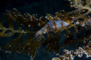 「ヒメイカ」のサムネイル画像