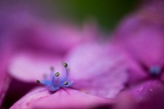 「アジサイ」のサムネイル画像