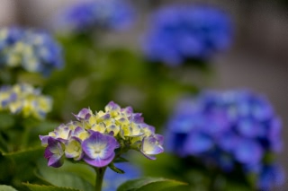 「アジサイ」のサムネイル画像