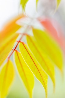 「ハゼノキ(黄櫨の木,櫨の木)」のサムネイル画像