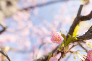 「カワヅザクラ(河津桜)」のサムネイル画像