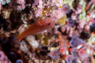 「オキナワベニハゼ」のサムネイル画像