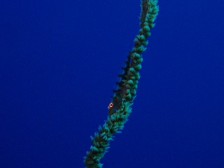 「ガラスハゼ」のサムネイル画像