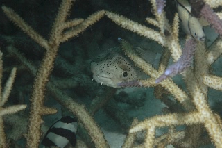 「ハリセンボン(Balloonfish)」のサムネイル画像