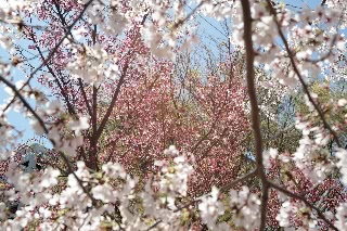 「ヨウコウザクラ(陽光桜)」のサムネイル画像