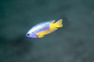 「スズメダイの仲間」のサムネイル画像