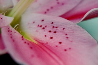 「ソルボンヌ」のサムネイル画像