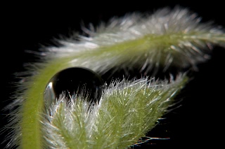 「ヨルガオ」のサムネイル画像