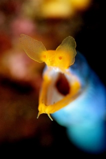 「ハナヒゲウツボ(blue ribbon eel)」のサムネイル画像