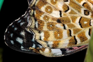 「謎生物」のサムネイル画像