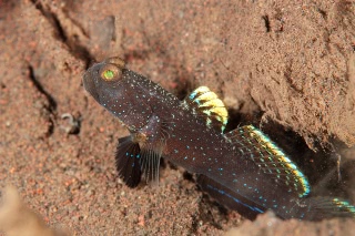 「ホシゾラハゼ」のサムネイル画像