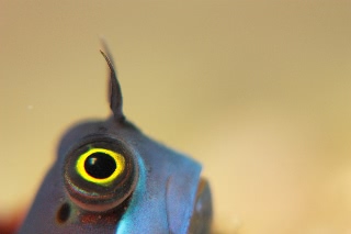 「yellow-eyed combtooth blenny」のサムネイル画像