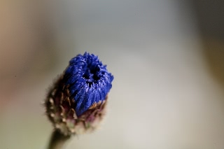 「矢車草」のサムネイル画像
