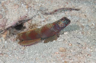 「metallic shrimp-goby(メタリックシュリンプゴビー)」のサムネイル画像
