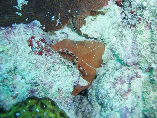 「オトヒメエビ(Banded boxer shrimp)」のサムネイル画像