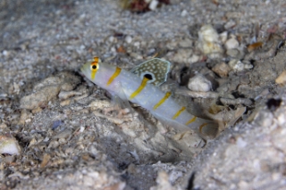 「ニチリンダテハゼ(Randall's prawn-goby)」のサムネイル画像