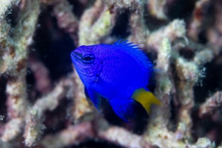 「シリキルリスズメダイ」のサムネイル画像