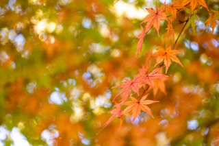 「無題」のサムネイル画像