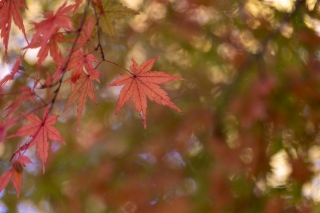 「無題」のサムネイル画像