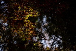 「無題」のサムネイル画像