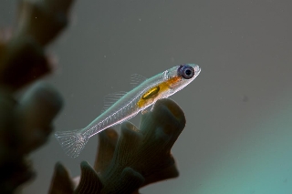 「アカメハゼ」のサムネイル画像