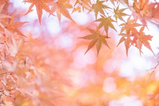 「無題」のサムネイル画像