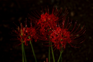 「ヒガンバナ」のサムネイル画像